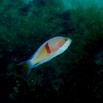 テスト投稿:7月半ば、生物は多くなってきましたが…2020-7-13