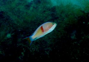 テスト投稿:7月半ば、生物は多くなってきましたが…2020-7-13