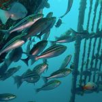 ちょっとそこの島まで～2020-07-26