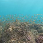 台風明けの影響も消え、良い海が戻ってきました。2020-09-27