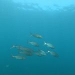 圧倒的な魚の量です(*^▽^*)2020-09-28