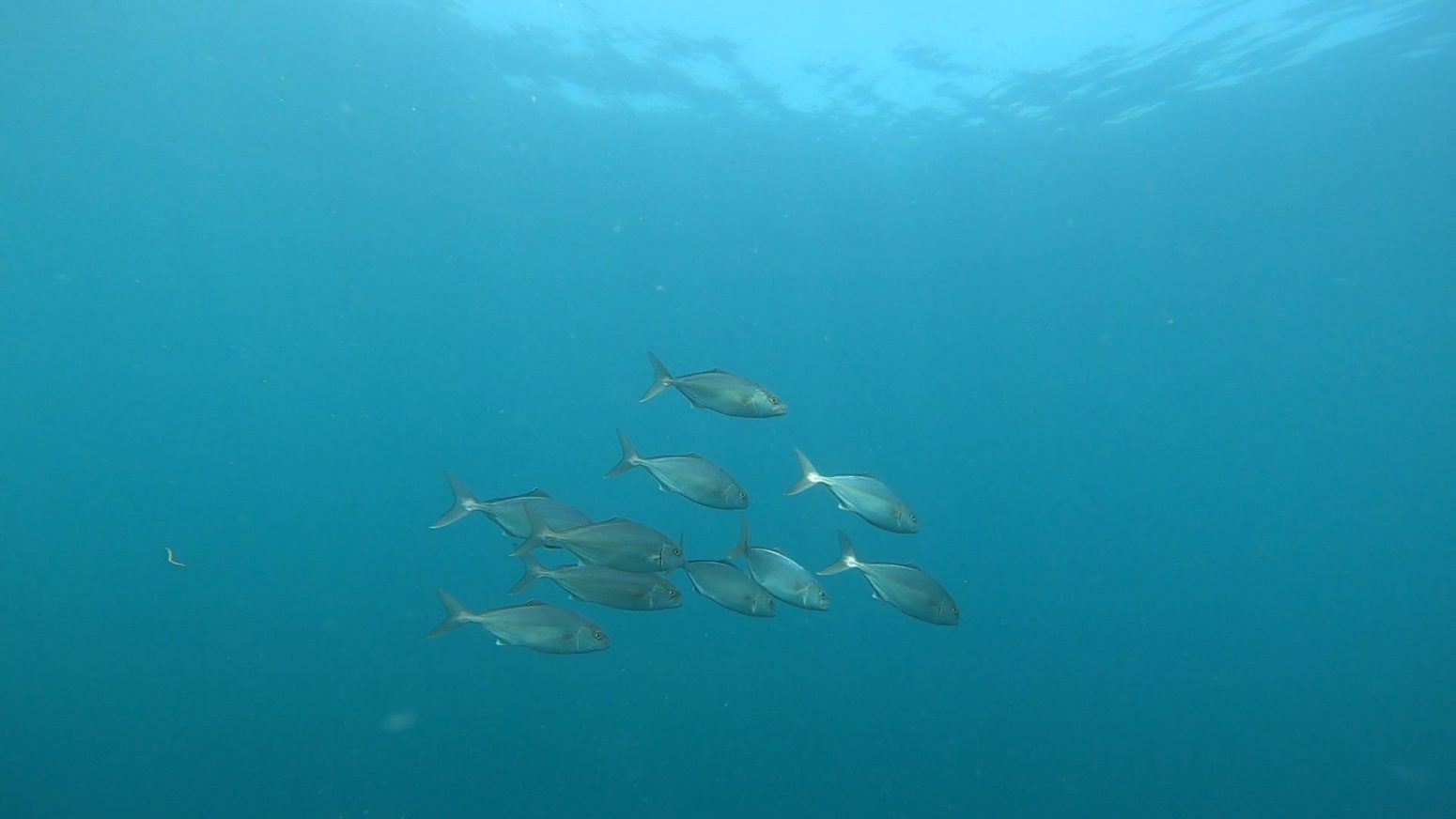 圧倒的な魚の量です(*^▽^*)2020-09-28