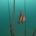 やっぱり川奈が良い~(^^♪。2020-10-19