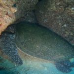 川奈の海も絶好調(^_^)v。2020-11-14