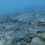 海の季節はまだ秋2020-11-29