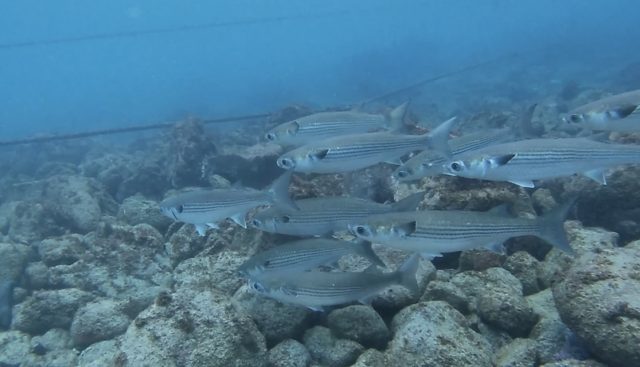 海の季節はまだ秋2020-11-29