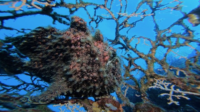 オオモンカエルアンコウ