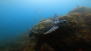 回復傾向・・・？。2021/07/15