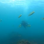 キビナゴの群れにカンパチがアタック(≧◇≦)。2021/08/22