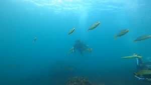 キビナゴの群れにカンパチがアタック(≧◇≦)。2021/08/22