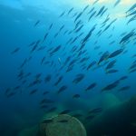 ベストシーズン到来!透明度良いですよー(^^♪。2020-10-14