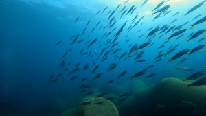 ベストシーズン到来！透明度良いですよー(^^♪。2020-10-14