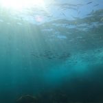 九月初更新！そして九月終了です・・・(~_~;)。2021/09/29