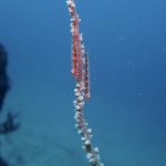 透明度、抜群の秋の海(^^)。2021-11-10