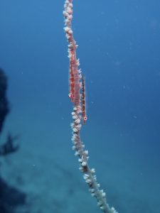 透明度、抜群の秋の海(^^)。2021-11-10