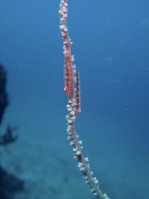 透明度、抜群の秋の海(^^)。2021-11-10