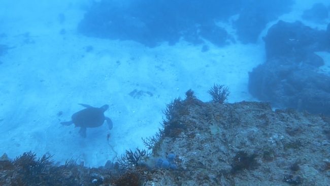 川奈ボートウミガメ