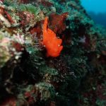 久しぶりに川奈で潜れました(^^♪。2022-2-13