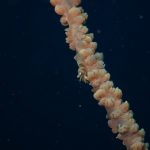 3連休どこまでもとんでゆくツキヒ貝~ 2022-3-21