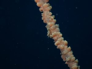 ３連休どこまでもとんでゆくツキヒ貝～　2022-3-21