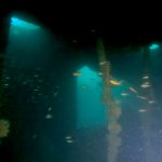 熱海沈船&ビダカ根でダイビング! 2022-05-14