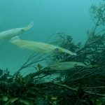 川奈ビーチのアオリイカとウミガメが最高に幻想的 2022-05-07