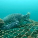 まだまだ続いてます！川奈ビーチのアオリイカ　2022-05-20