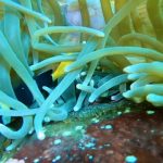 卵を守るクマノミパパ 2022-06-24