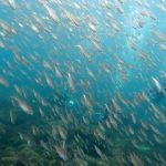 川奈ビーチ、透明度＆水温UPです(*^▽^*)　2022-07-09