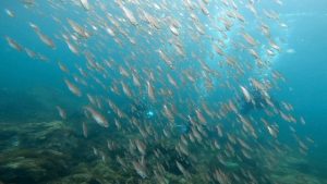 川奈ビーチ、透明度&水温UPです(*^▽^*) 2022-07-09