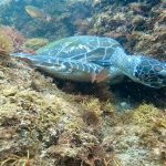 食欲旺盛！タグ付きカメちゃん！　2022-07-12