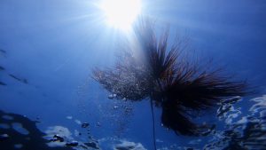 今日はIOPでダイビング♪ 2022-07-11