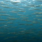 川奈ビーチ、コンディション◎‼ 2022-08-22