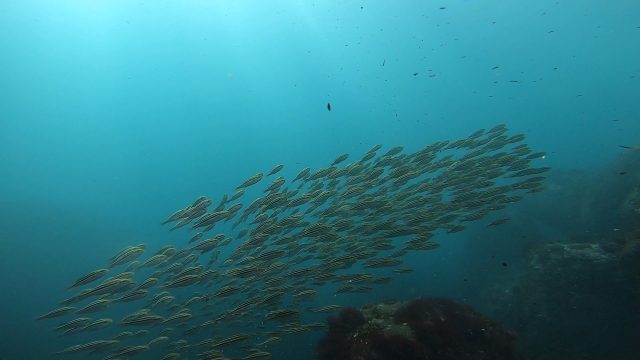 八幡野、群れてます！！　2022-10-16