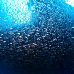 お泊りツアーで4ボート&ナイトダイブ! 2022-11-13