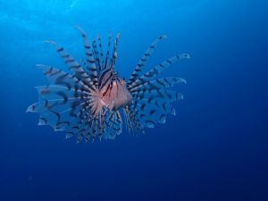 透明度良好!川奈ブルー!!2022-11-28