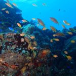珍生物⁉とても楽しい八幡野!! 2022-11-9