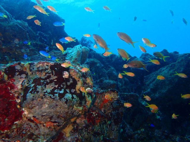 珍生物⁉とても楽しい八幡野！！　2022-11-9