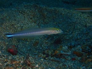 そろそろ潜り納めのシーズンです！　2022-12-13