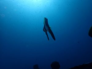 川奈ビーチ、綺麗です(*'▽') 2022-12-2