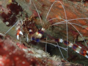 川奈ビーチ、安定してますよー!(^^)! 2022-12-4