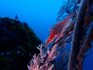 伊豆の海で潜りましょう!!2023-1-23