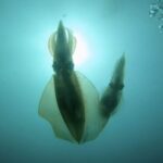 春本来の姿。栄養がいっぱいの海です!(^^)! 2023-4-13