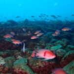 ディープSP講習で獅子浜に行ってきました!2023-3-25