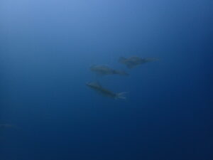 生物もりもり～!(^^)!　2023-4-28