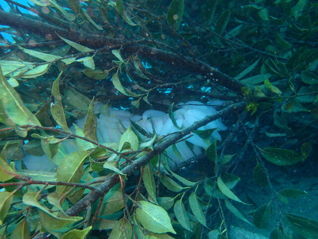 去年のアオリイカの卵