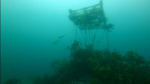 川奈ビーチ、アオリイカ産卵ショー開幕！！2025-5-11