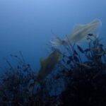 アオリイカの産卵ショー開幕です！！2024-4-8