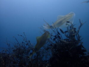 アオリイカの産卵ショー開幕です!!2024-4-8