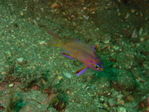 新たなアイドル誕生！？　2023-5-11